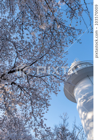 盛開的櫻花和一座燈塔，富山縣 103570009