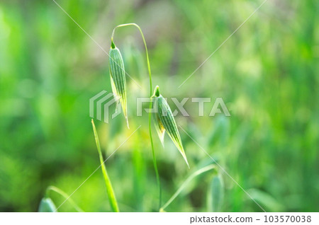 oats flower oats flower 103570038