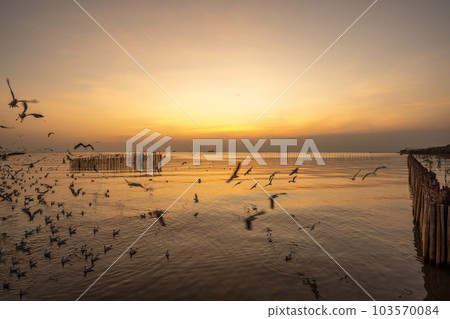 Silhouettes of birds over the sea during sunset 103570084