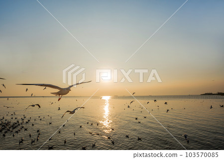 Silhouettes of birds over the sea during sunset. Silhouettes of birds over the sea during sunset. 103570085