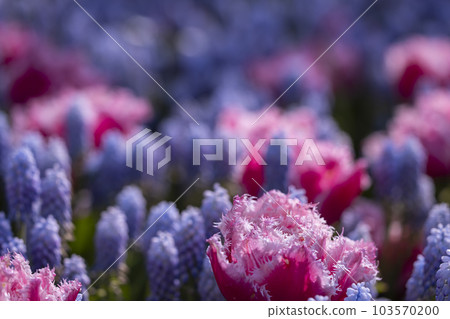 Macro shot of tulip with water drops, Keukenhof flower garden, Lisse, Netherlands 103570200