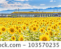 Sunflower and doctor yellow 103570235