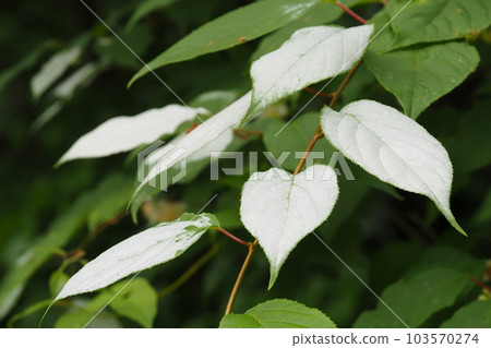 Matatabi離開 103570274