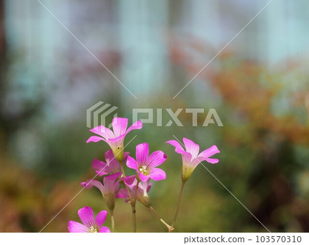 Purple oxalis flowers bathed in sunlight (Kanda Park in early summer '23) 103570310