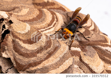 黃蜂在巢中的照片 黃蜂在巢中的照片 103570312