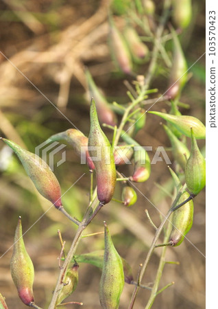 radish fruit 103570423