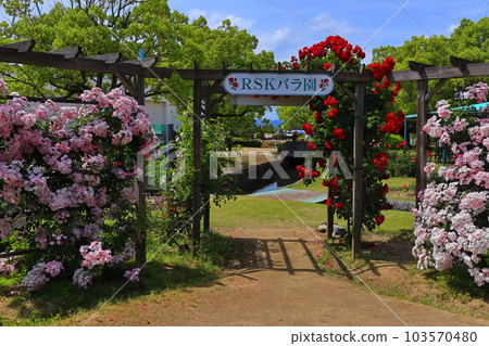 [Okayama Prefecture] RSK rose garden full of roses 103570480