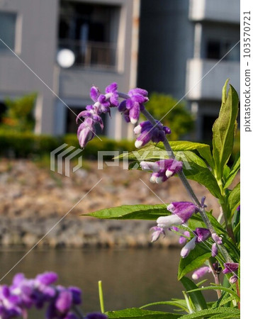 Enokuchi 河岸上的紫水晶鼠尾草(紫色墨西哥灌木鼠尾草花) Enokuchi 河岸上的紫水晶鼠尾草(紫色墨西哥灌木鼠尾草花) 103570721