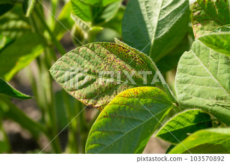Soybean leaf septoria close-up. Soybean leaf to the light 103570892