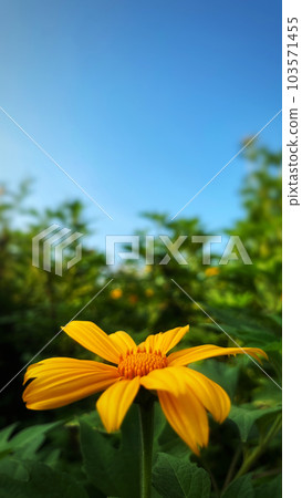 Yellow flower with blue sky and green grass background, Tithonia diversifolia Mexican Sunflower for Presentations and deck information graphic, print layout covering book, magazine page, advertisement 103571455