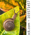 Snail crawling on a green leaf in the garden, close-up with blur backgrounds for Presentations and decks information graphics, prints layout covering books, magazine pages, advertisement, ads campaign 103571457