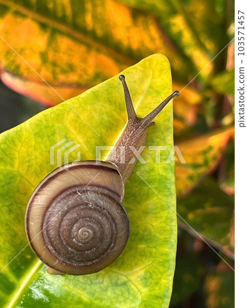 Snail crawling on a green leaf in the garden, close-up with blur backgrounds for Presentations and decks information graphics, prints layout covering books, magazine pages, advertisement, ads campaign Snail crawling on a green leaf in the garden, close-up with blur backgrounds for Presentations and decks information graphics, prints layout covering books, magazine pages, advertisement, ads campaign 103571457