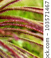 Close up of pennisetum setaceum grass flower with blurred background. Shallow depth of field for screen picture backgrounds, phone and dekstop wallpaper, banner cover, poster pages, presentation decks 103571467