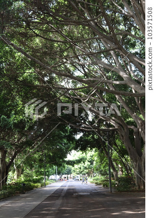 Park Garcia Sanabria, Santa Cruz, Tenerife Spain Park Garcia Sanabria, Santa Cruz, Tenerife Spain 103571508