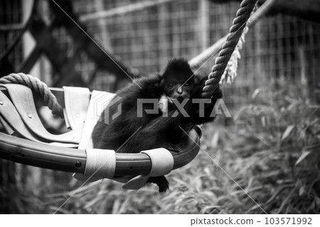portrait of black gibbon in a lying in a zoological park portrait of black gibbon in a lying in a zoological park 103571992