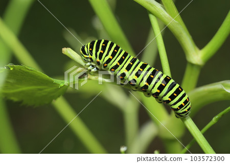 Papilio machaon 幼蟲吃 mitsuba 103572300