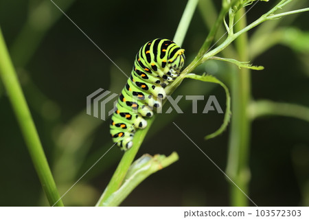 Papilio machaon 幼蟲吃 mitsuba 103572303