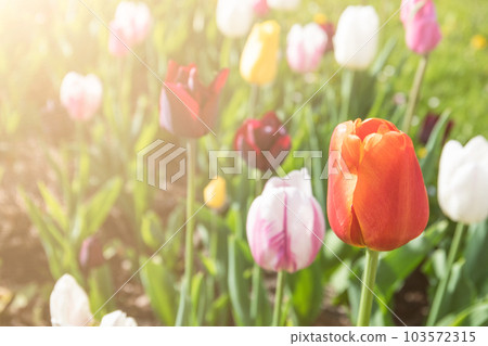Colorful tulips, floriculture and gardening. Sunny day Colorful tulips, floriculture and gardening. Sunny day 103572315