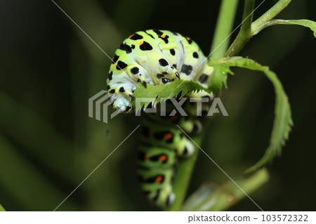 Papilio machaon 幼蟲吃 mitsuba Papilio machaon 幼蟲吃 mitsuba 103572322