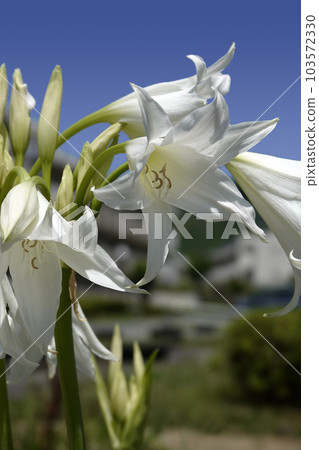 Blue sky and white flowers African cypress Blue sky and white flowers African cypress 103572330