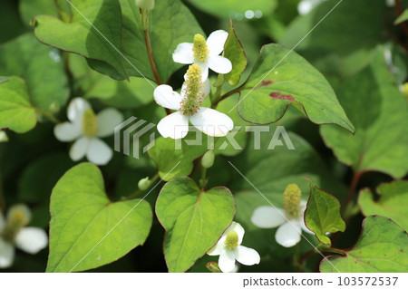 Houttuynia cordata, a Japanese herb that blooms with white flowers 103572537