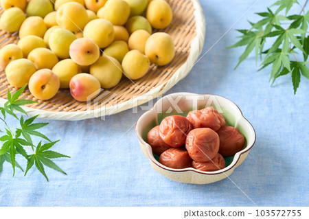 梅干和成熟的李子(紀州南高李子) 梅干和成熟的李子(紀州南高李子) 103572755