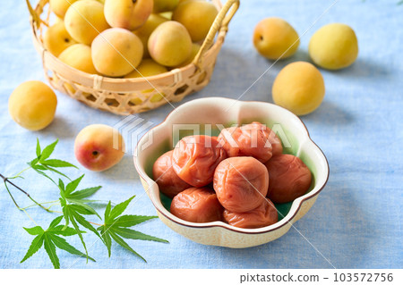Umeboshi and ripe plum (Kishu Nanko plum) Umeboshi and ripe plum (Kishu Nanko plum) 103572756