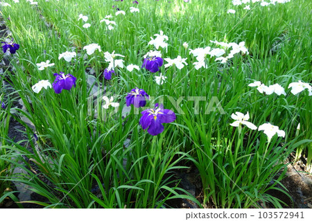 Japanese iris of Akabori iris garden 103572941