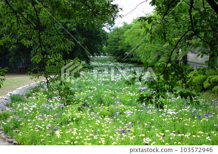 赤堀鳶尾園的鳶尾花 103572946