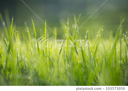 稻穗在晚露中閃閃發光 103573050