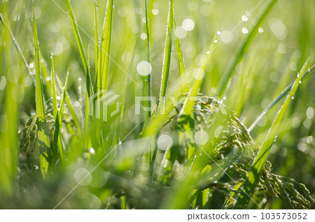 被露水打濕的稻穗 103573052
