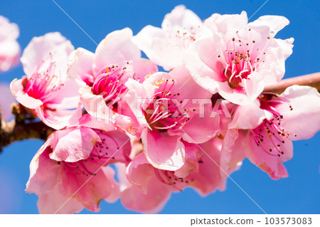 blooming peach trees on blue sky background blooming peach trees on blue sky background 103573083