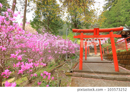 八王子市今熊神社杜鵑花 103573252