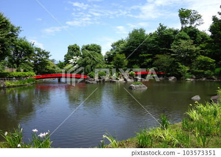 濱川運動公園的鳶尾花 濱川運動公園的鳶尾花 103573351