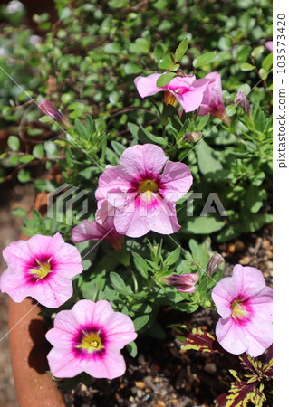 pink petals calibrachoa 103573420