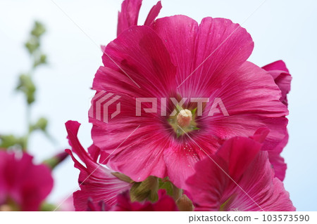 蜀葵 蜀葵 103573590