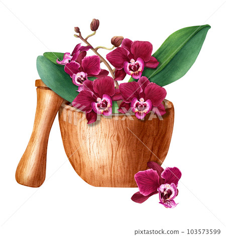 Orchid flower branch with blooms in pot. Watercolor botanical illustration isolated on white for cards, invitation, Orchid flower branch with blooms in pot. Watercolor botanical illustration isolated on white for cards, invitation, 103573599