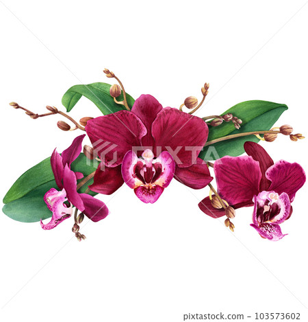 Orchid flower composition with blooms, buds and leaves. Watercolor illustration isolated on white for cards, invitation 103573602