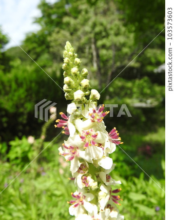 Flowers of the naturalized plant "Shirobanamouzuika" native to Europe, North Africa, etc. Flowers of the naturalized plant "Shirobanamouzuika" native to Europe, North Africa, etc. 103573603