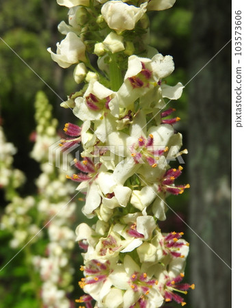 Flowers of the naturalized plant "Shirobanamouzuika" native to Europe, North Africa, etc. Flowers of the naturalized plant "Shirobanamouzuika" native to Europe, North Africa, etc. 103573606