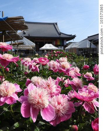 Peony (Variety: Otomezakura) Peony (Variety: Otomezakura) 103573865