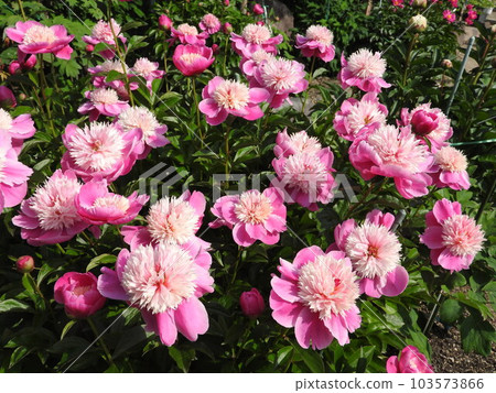 牡丹（品種：乙女櫻） 103573866