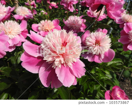 Peony (Variety: Otomezakura) Peony (Variety: Otomezakura) 103573867