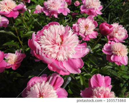 Peony (Variety: Otomezakura) Peony (Variety: Otomezakura) 103573868