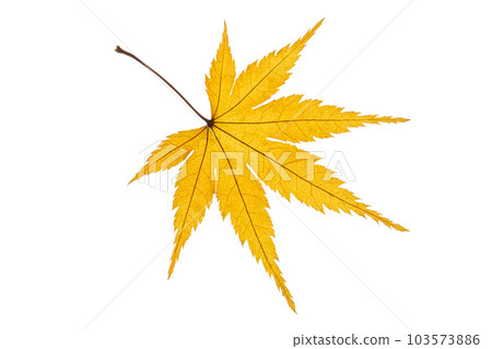 秋葉（黃）〉 103573886