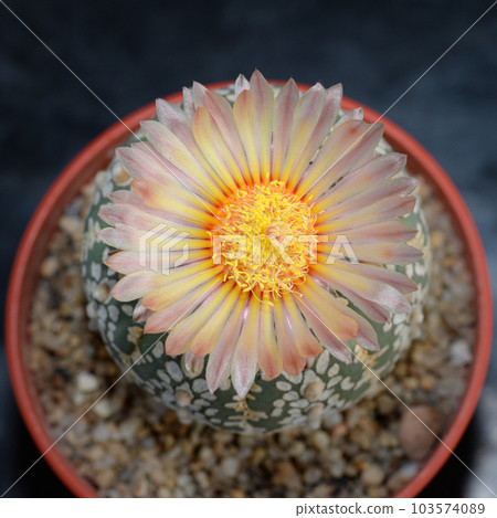 Cactus with flowers called 'Astrophytum Asterias Super kabuto' Cactus with flowers called 'Astrophytum Asterias Super kabuto' 103574089