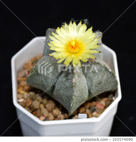 Cactus with flowers called 'Astrophytum Myriostigma' 103574090