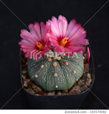 Cactus with flowers called 'Astrophytum Asterias' Cactus with flowers called 'Astrophytum Asterias' 103574092
