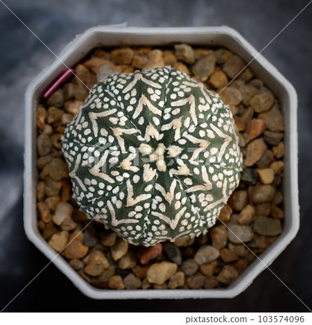 Cactus with thorn called 'Astrophytum Asterias Vshape SuperKabuto' 103574096