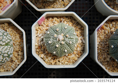 Cactus with thorn called 'Astrophytum Asterias' Cactus with thorn called 'Astrophytum Asterias' 103574114
